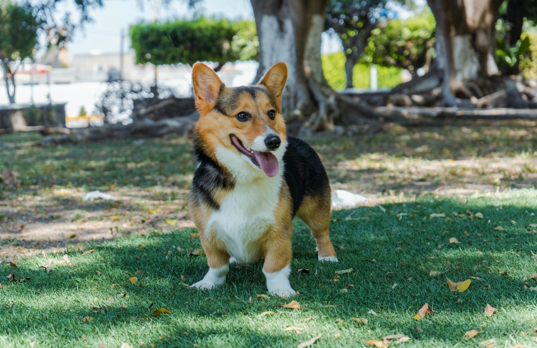 a corgi dog stands on green grass in a park a corgi dog stands on green grass in a park