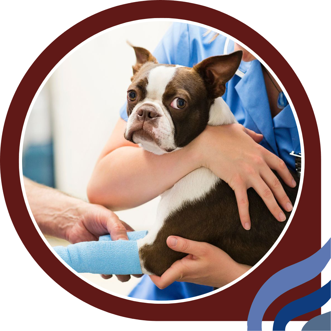 a dog being treated by veterinarians a dog being treated by veterinarians