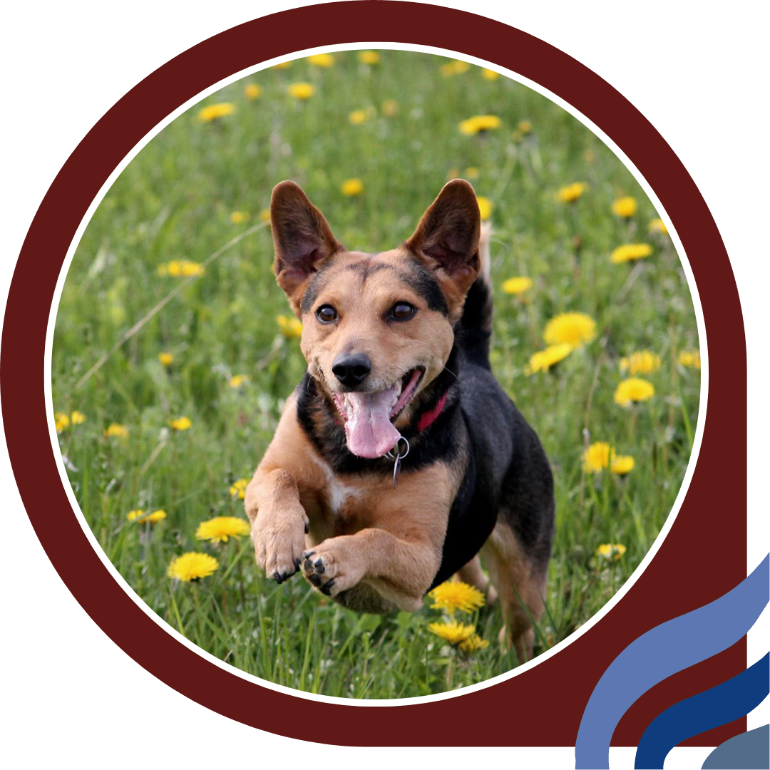 a dog running in the field of dandelions a dog running in the field of dandelions