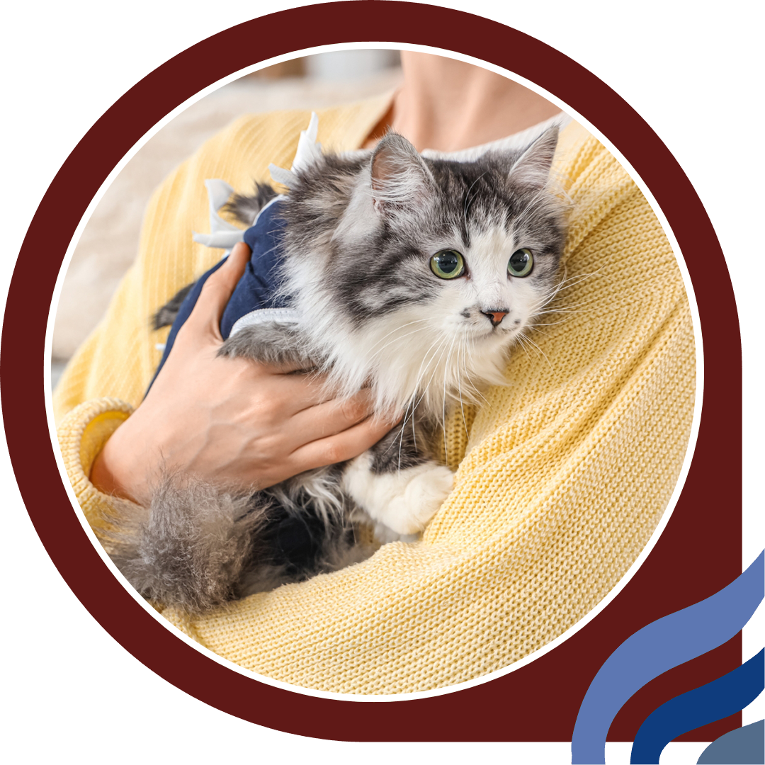 a person gently cradles a cat in her arms a person gently cradles a cat in her arms