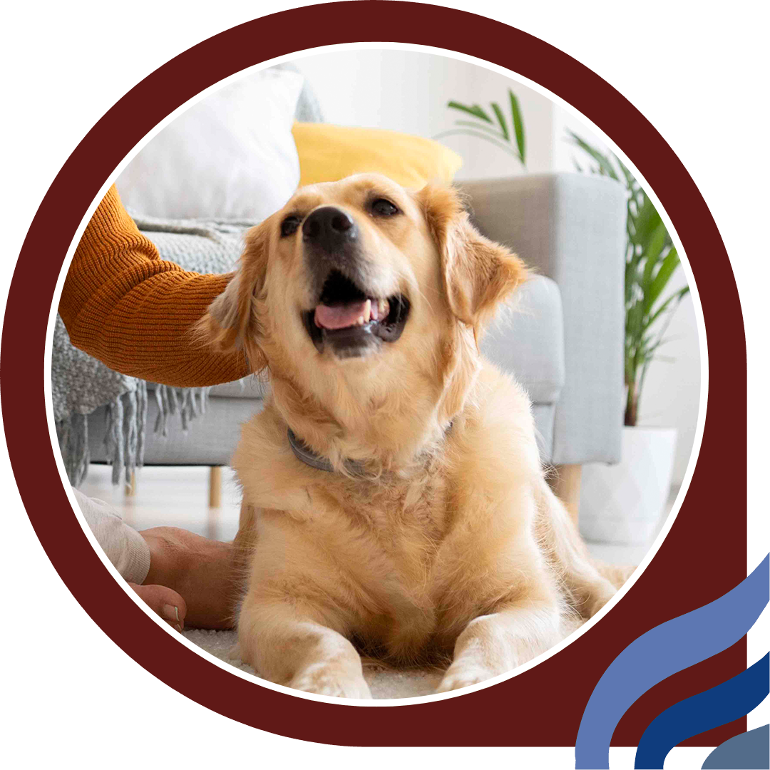 a person sitting besides a golden retriever in a room a person sitting besides a golden retriever in a room