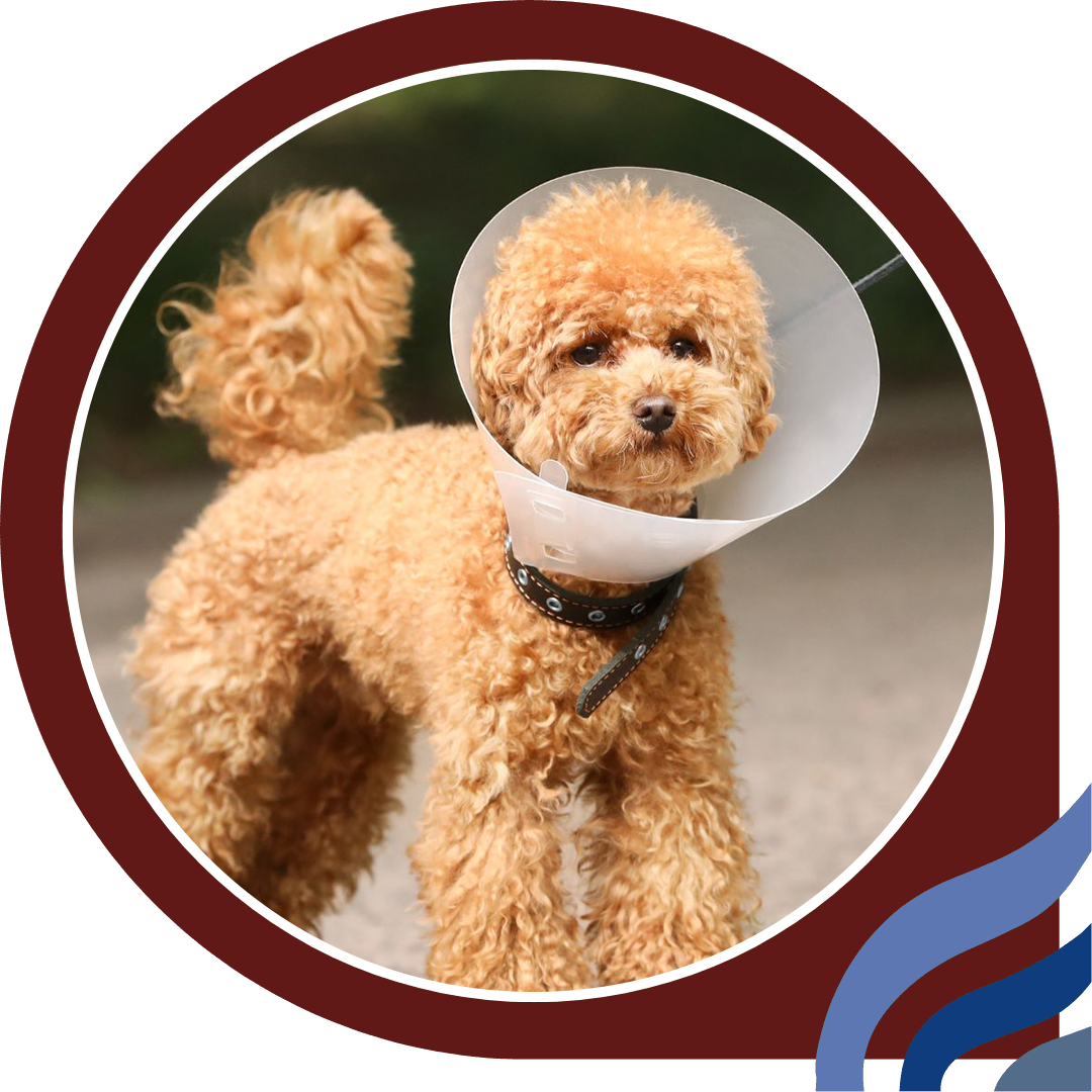 a poodle wearing a cone collar on a leash outdoors a poodle wearing a cone collar on a leash outdoors