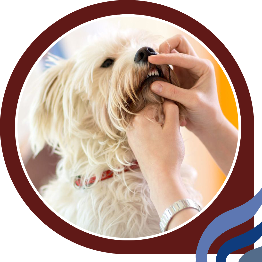 a vet examining a white dog teeth in a hospital a vet examining a white dog teeth in a hospital