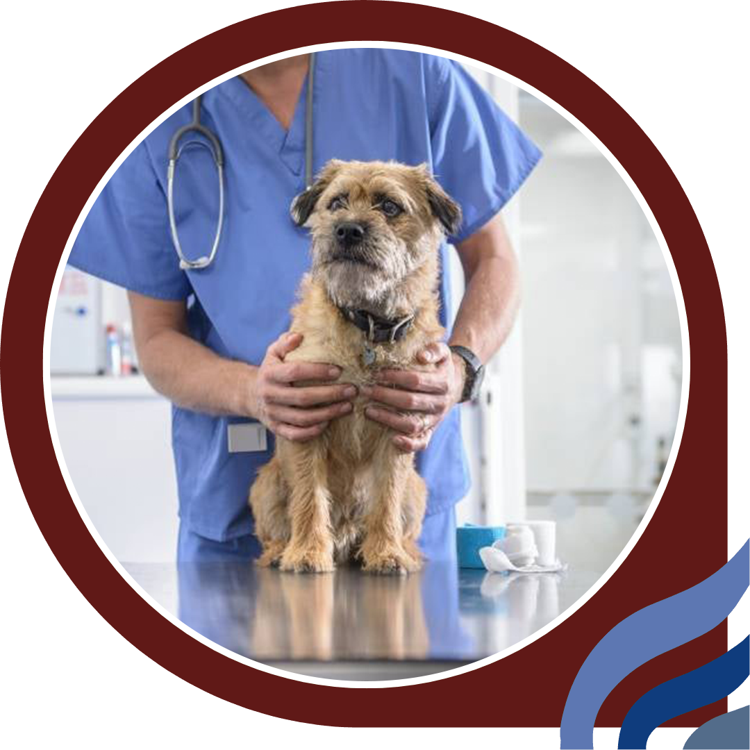 a vet holding a small dog on an examination table a vet holding a small dog on an examination table
