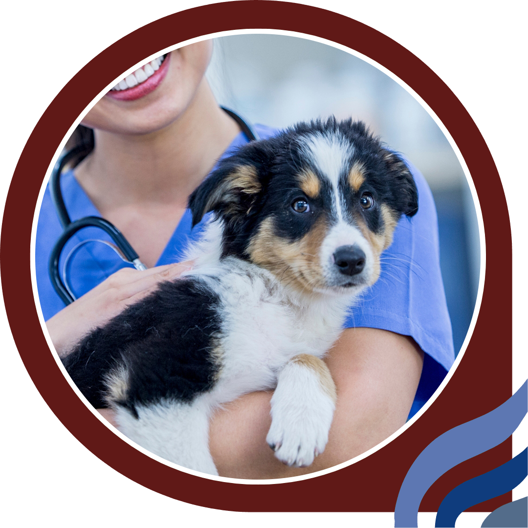 a woman holding black and white puppy a woman holding black and white puppy