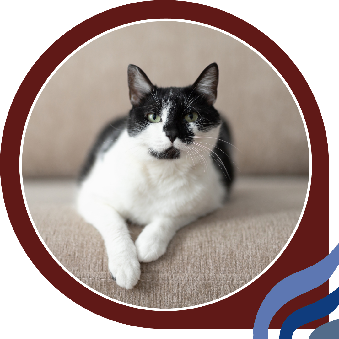 Untitled design (11) cat sitting on a couch